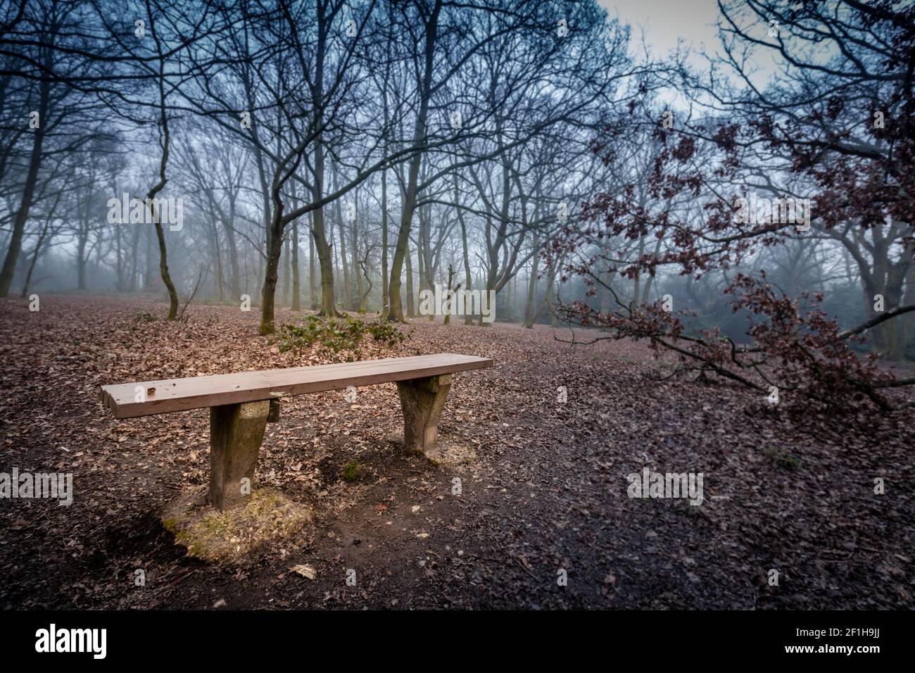 An Empty Bench Empty bench in a forest Stock Photo - Alamy