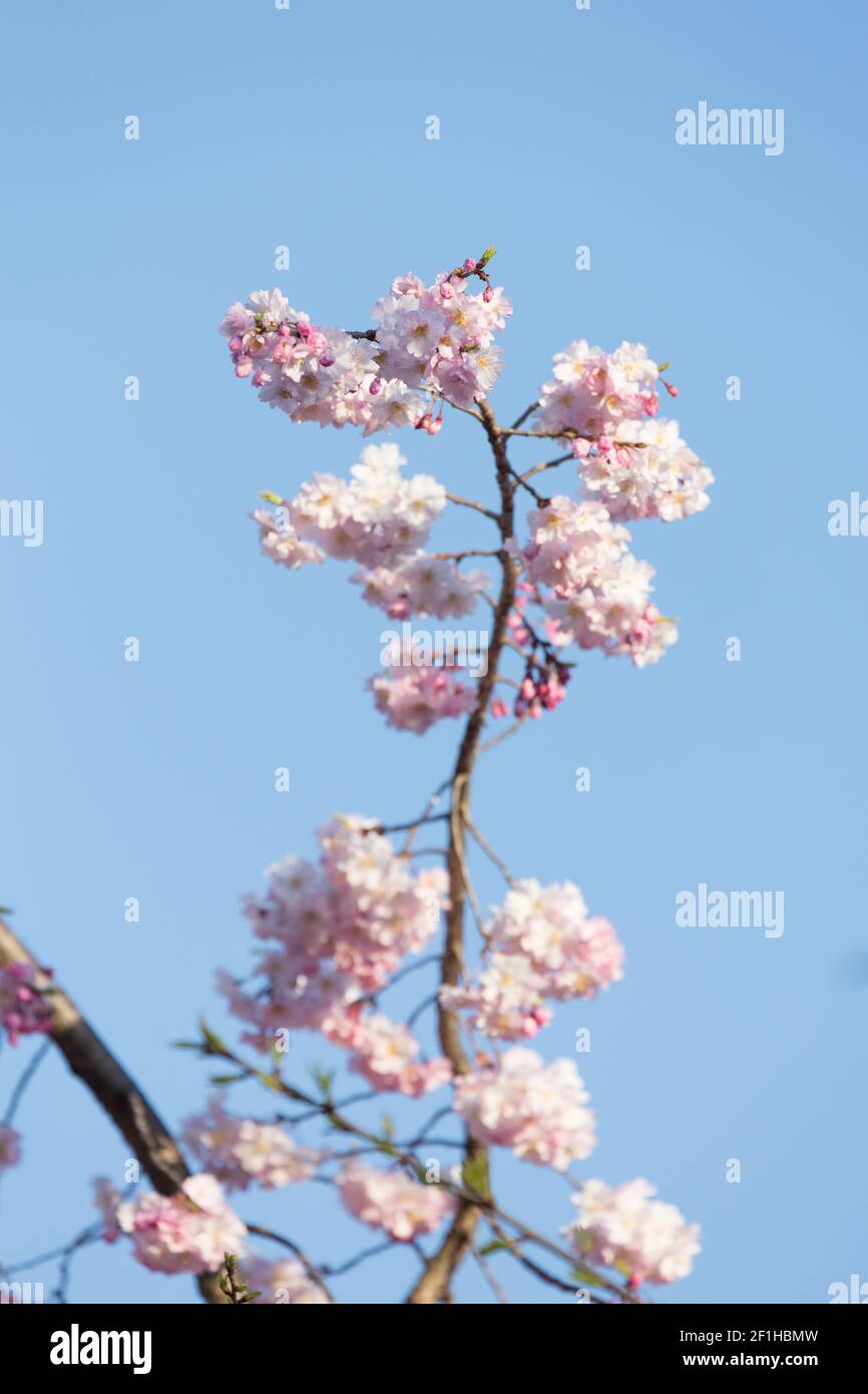 Cherry blossom close up hi-res stock photography and images - Alamy