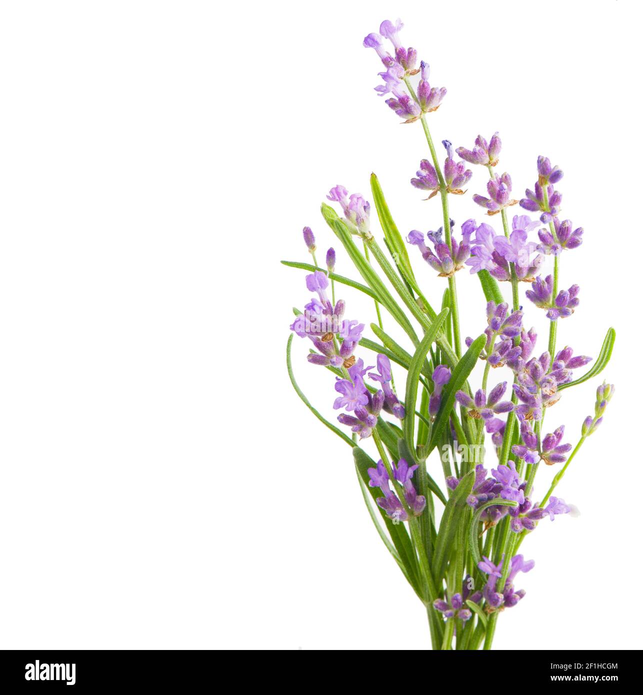 Lavender flowers bundle on a white background Stock Photo - Alamy