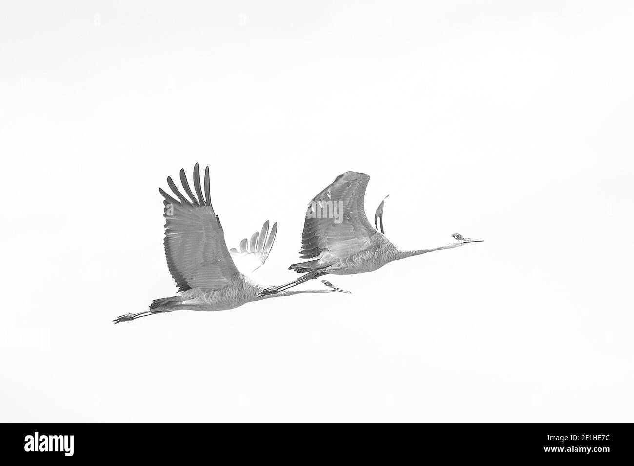 Sandhill Cranes (Grus canadensis) take flight at the Merced National wildlife  refuge in the central valley of California Stock Photo