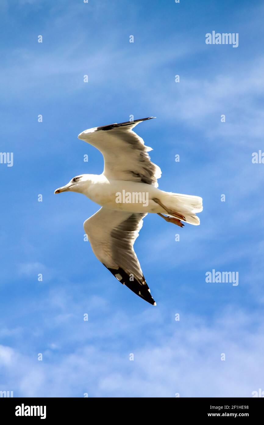 Seagull in flight Stock Photo