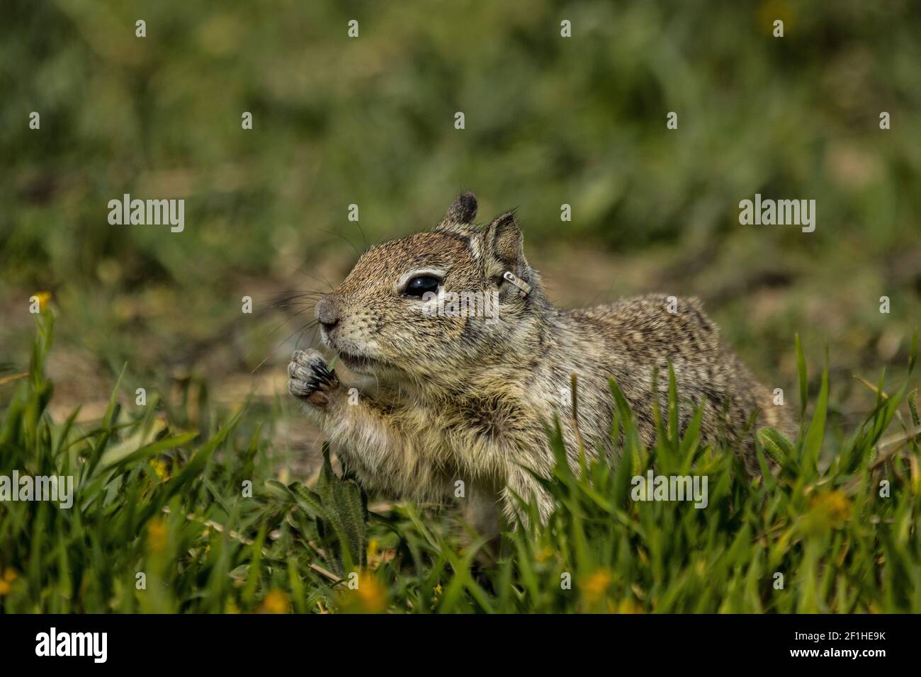 A California Ground Squirrel With an ear tag on a spring like day in March at the Merced National wildlife refuge Stock Photo