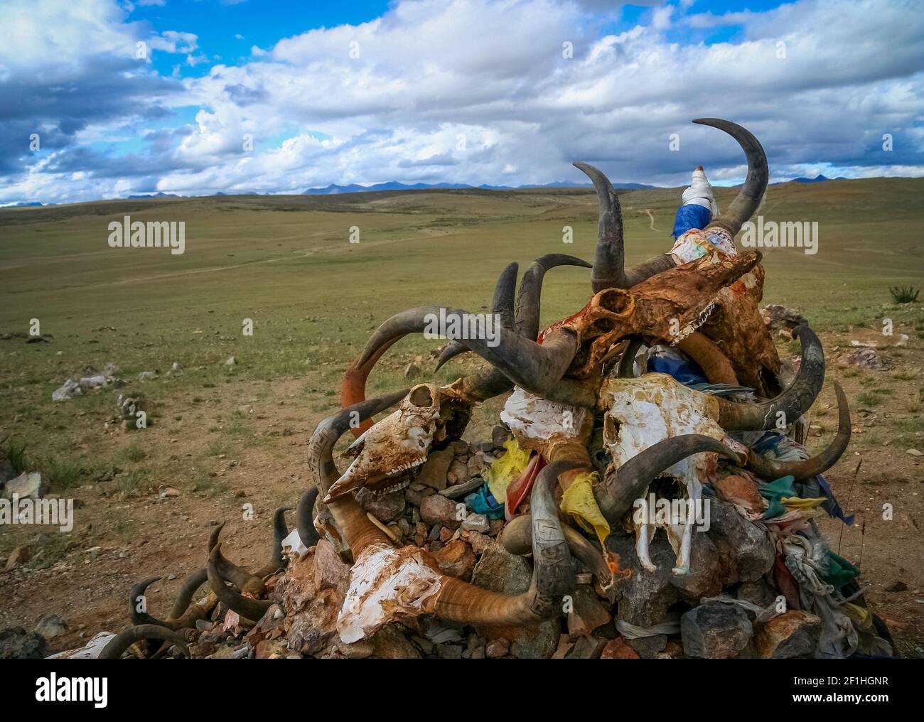 Pile of animal skulls Stock Photo Alamy
