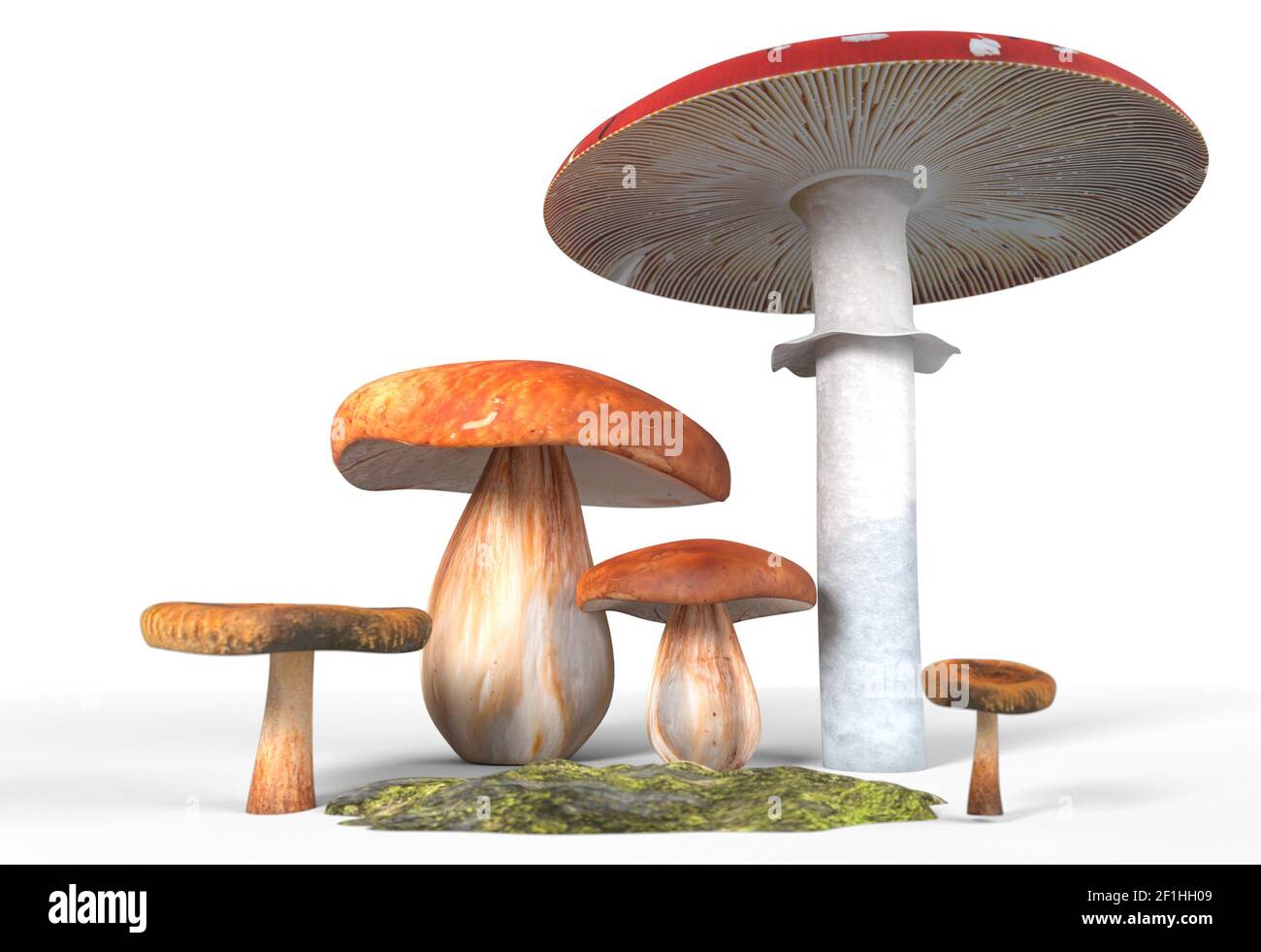 Ceps, paxil, amanita muscaria mushrooms with moss isolated on white 3d illustration Stock Photo