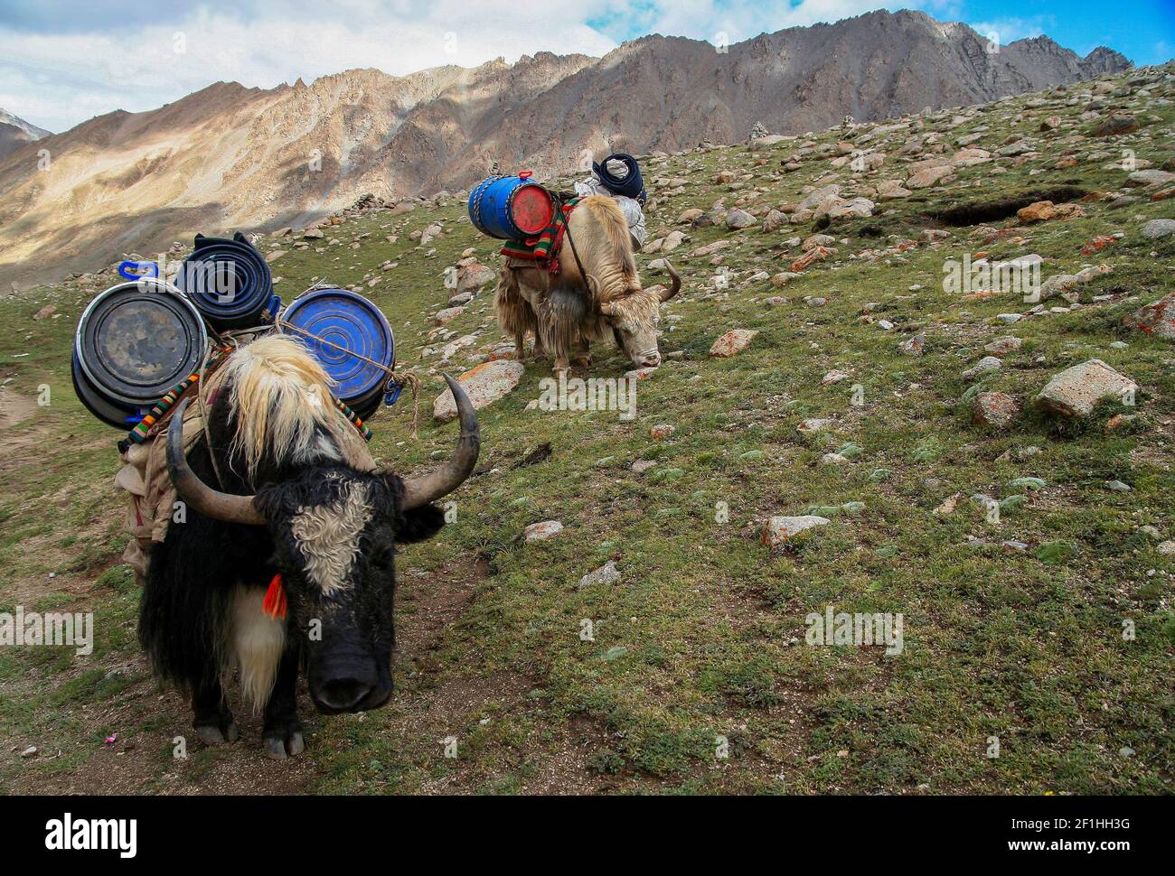 Yaks carrying goods and supplies Stock Photo