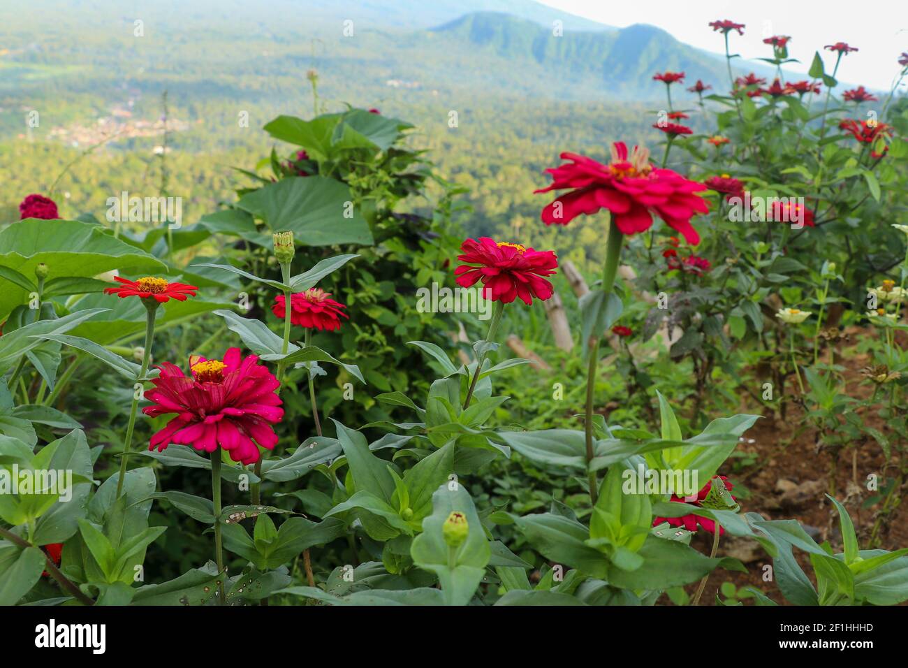Close up side view of red Zinnia or Youth and Old Age Zinnia elegans. Beautiful flower from flower pot and green leaves in the garden. Stock Photo