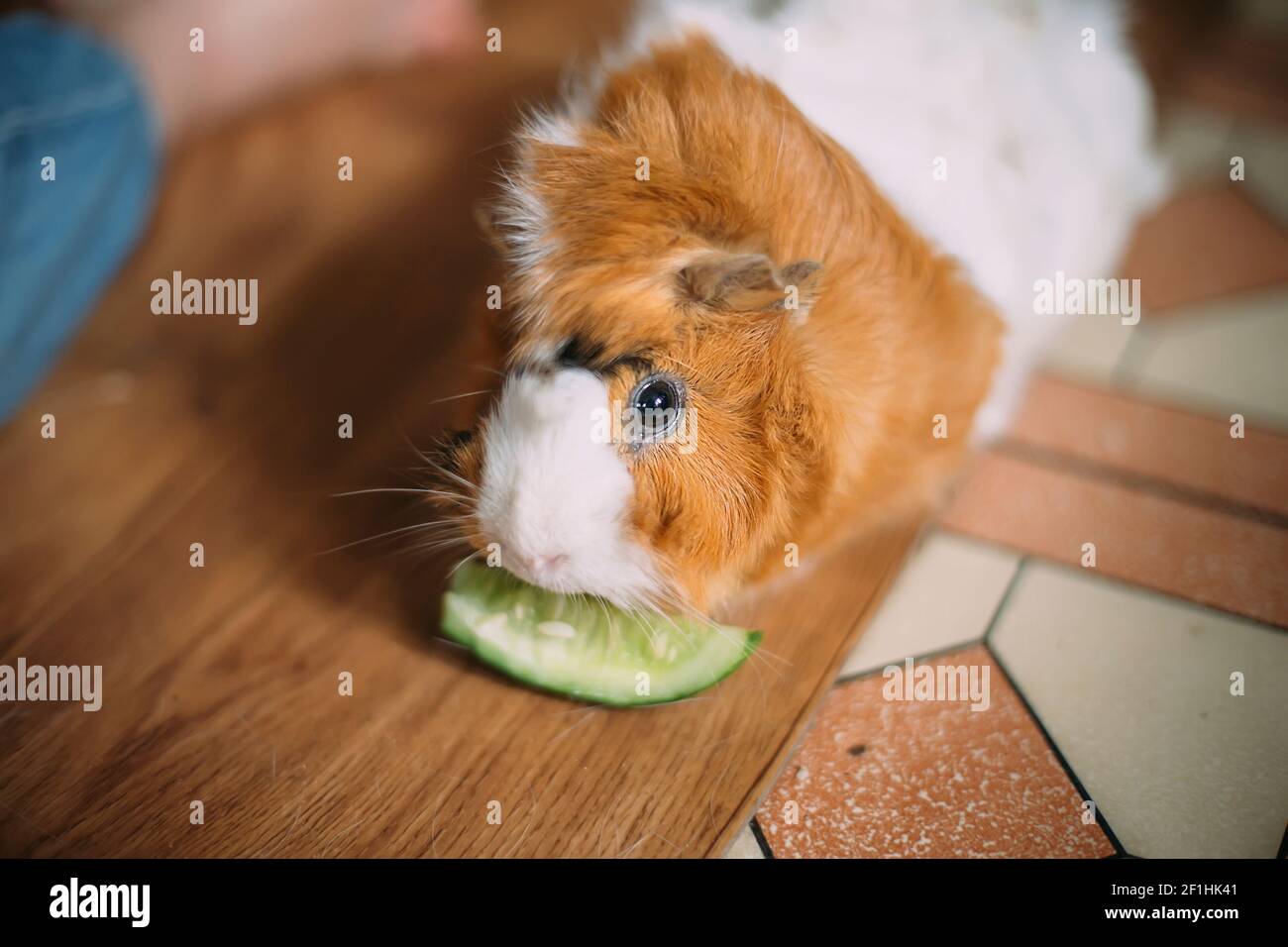Can you give guinea pigs cucumber sales