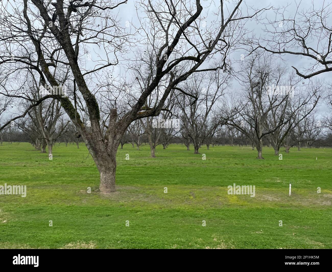 Rows of pecan trees on a pecan tree orchard green grass irrigation