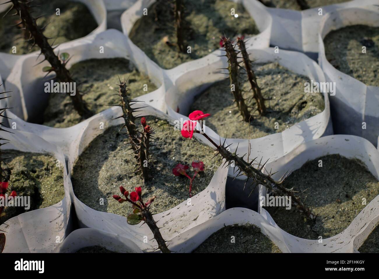A selective focus shot of pickle plants with red flowers, also known as