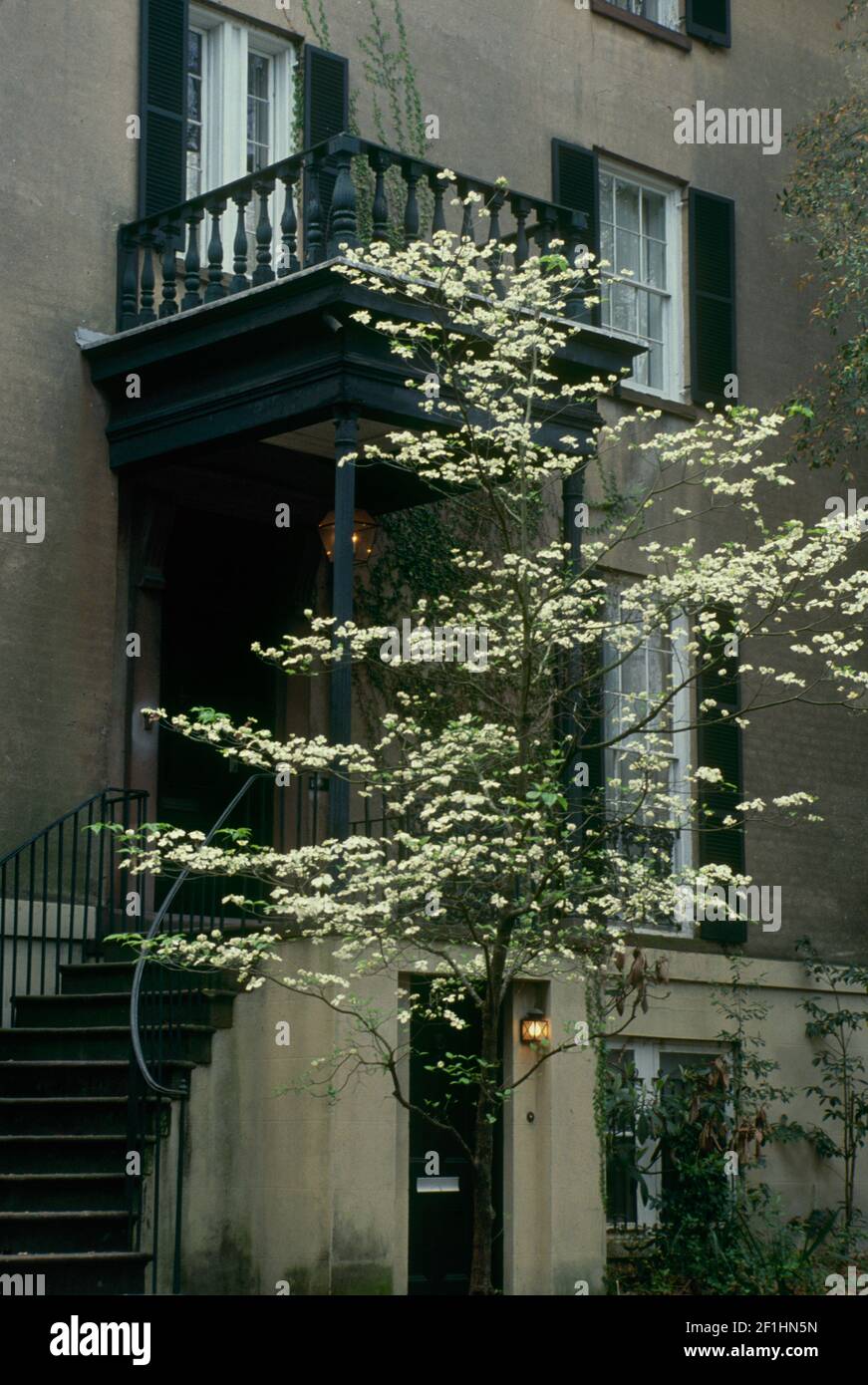 Blooming dogwood tree in front of a townhouse in historical Savannah Georgia, USA Stock Photo