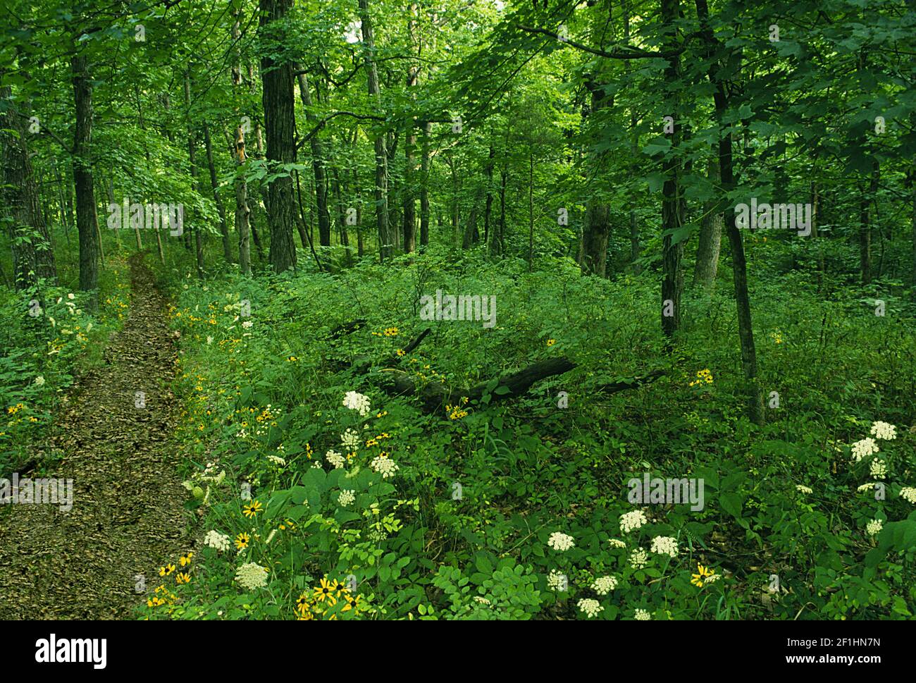 A path in the woods series: Summer in the shade of the deep woods along the path, Missouri USA Stock Photo