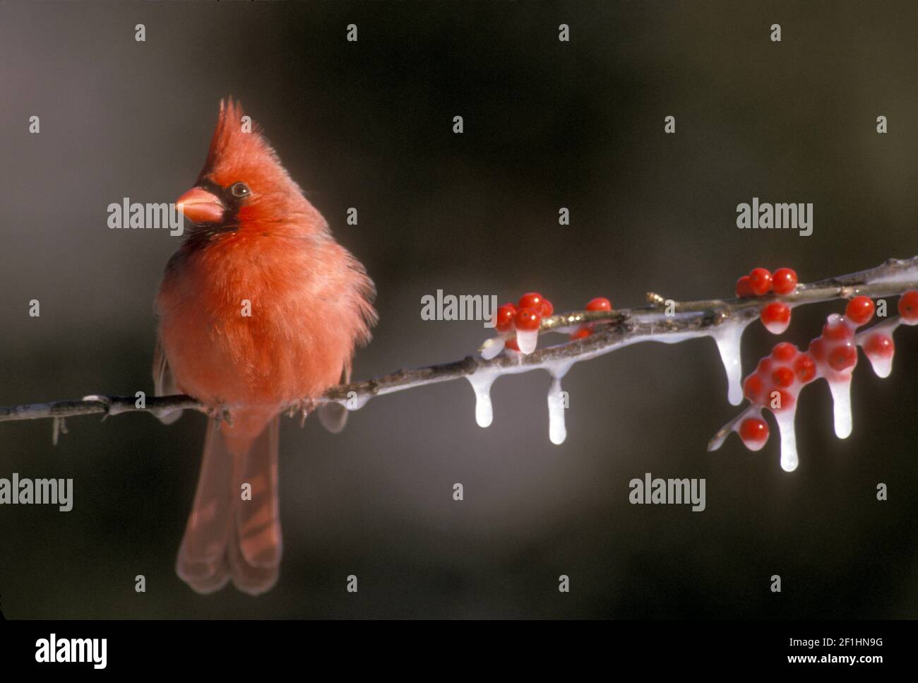 Thoughtful male Northern Cardinal, Cardinalis cardinalis, sitting on icy branches of frozen holly  berry and snow, Missouri USA Stock Photo