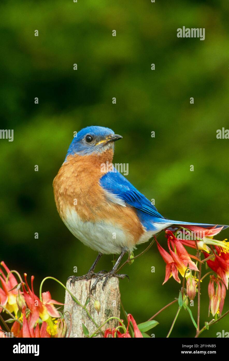 A Bluebird, Sialia sialis, on a fencepost, among blooming Columbine flowers, in the summer garden with a brown caterpillar in mouth, USA Stock Photo