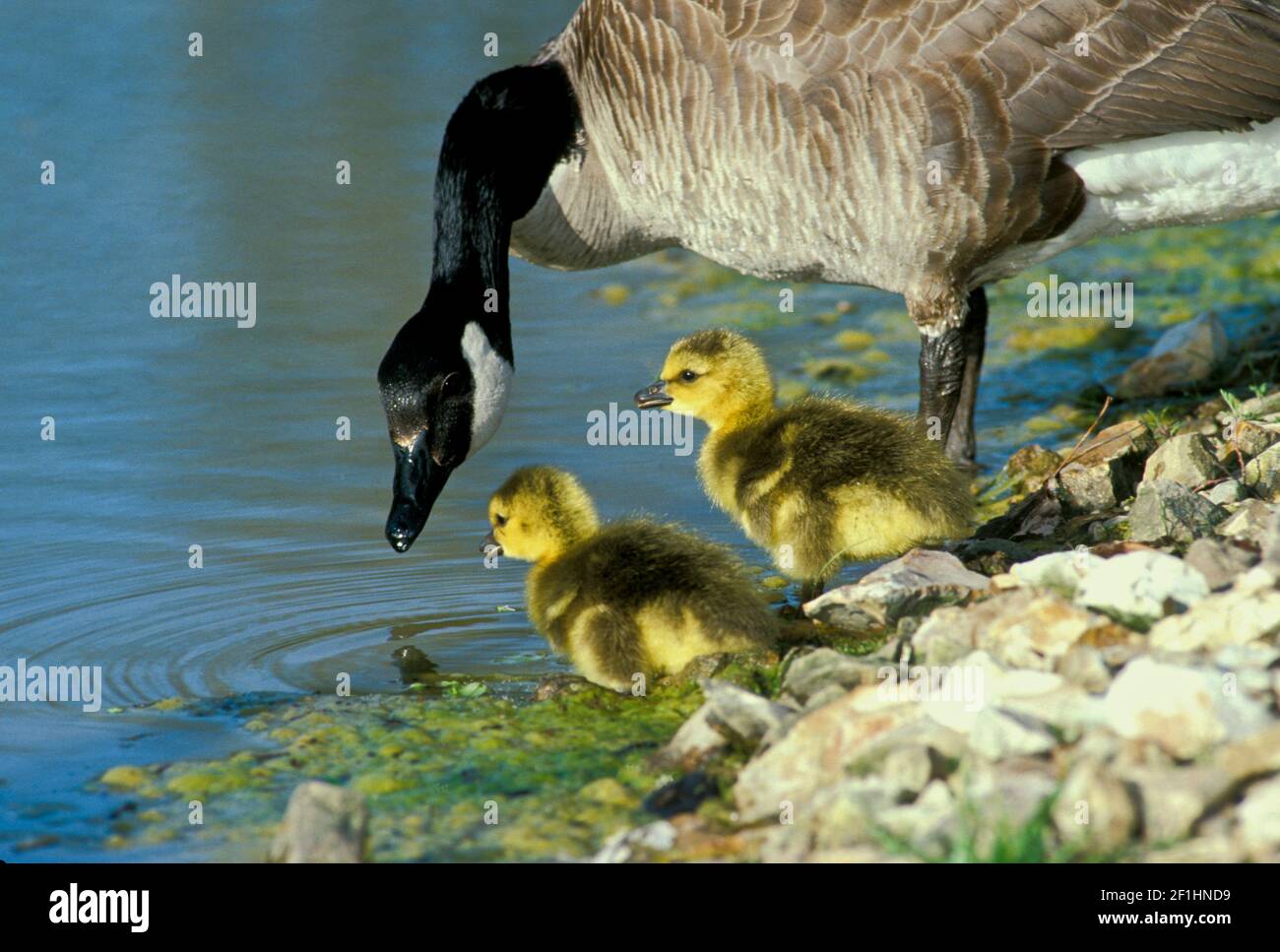 Mother Canada goose, Branta canadensis, teaches her adorable goslings fishing at the water's edge, Missouri, USA Stock Photo