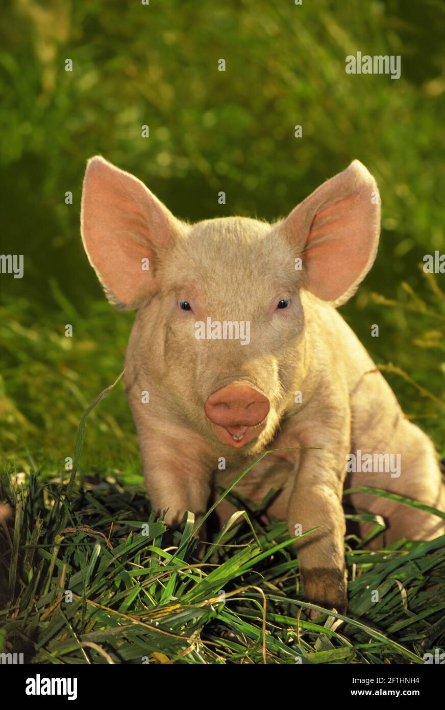 Pig in the evening smiling with ears up, Missouri, USA Stock Photo