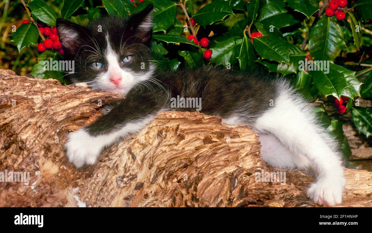 Adorable black and white kitten relaxes under a holly bush- don't stress the holidays- nap, Missouri, USA Stock Photo