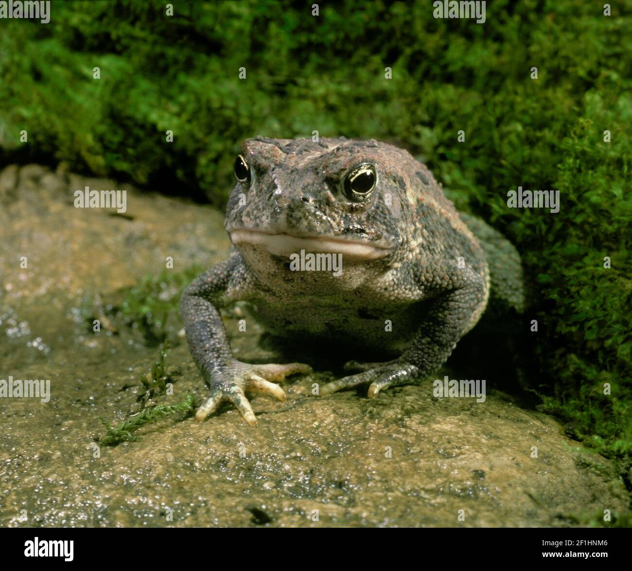 Portrait of a Toad, Bufo Americanus, sits alone in garden after finishing eating worm, Missouri, USA Stock Photo