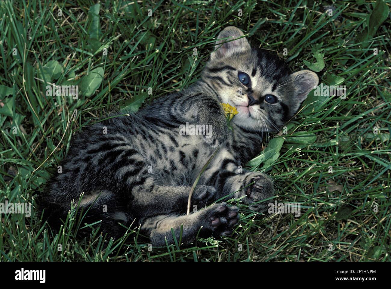 Adorable blue-eyed tabby kitten rollying in grass playing with a dandelion flower, Missouri, USA Stock Photo