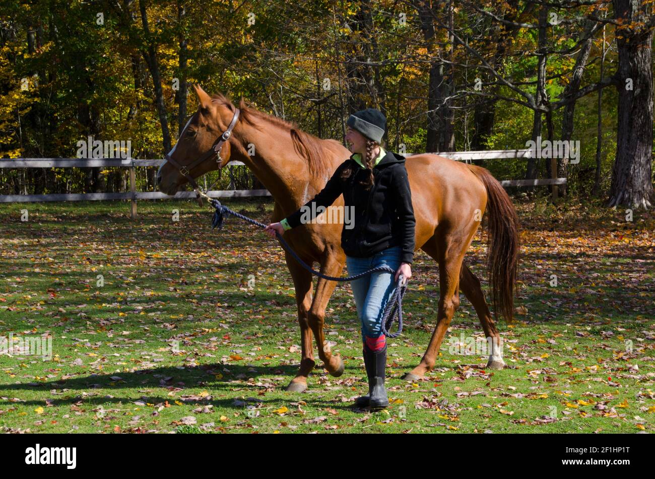 Young woman leading a thoroughbred horse in through a fall pasture, Maine, USA Stock Photo