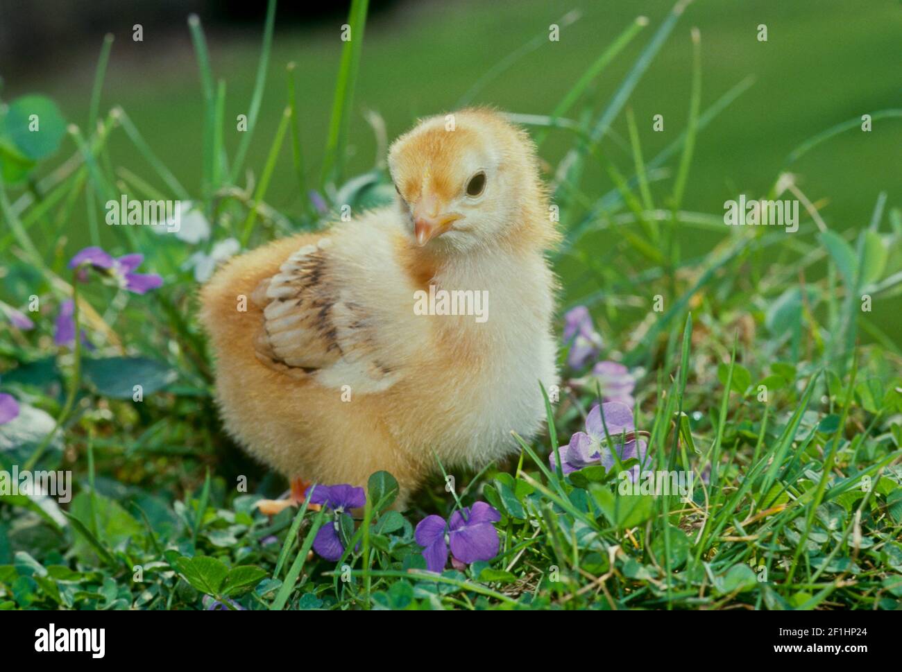 Adorable fuzzy Rhode Island red chick standing among violet flowers in the spring grass, Missouri USA Stock Photo