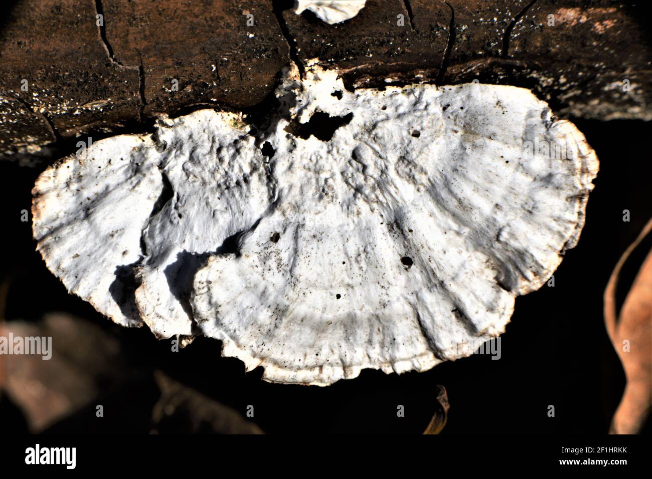 White tree fungus growing on dead tree branches. Stock Photo