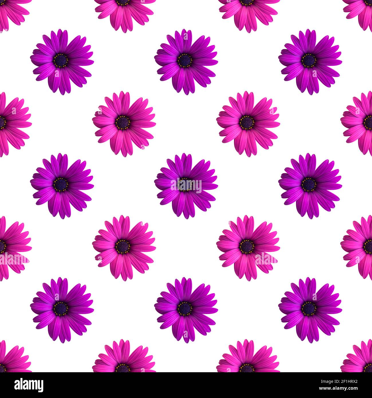 Beautiful violet and pink daisy flower heads seamless pattern on the white background. Top view of flowers Stock Photo