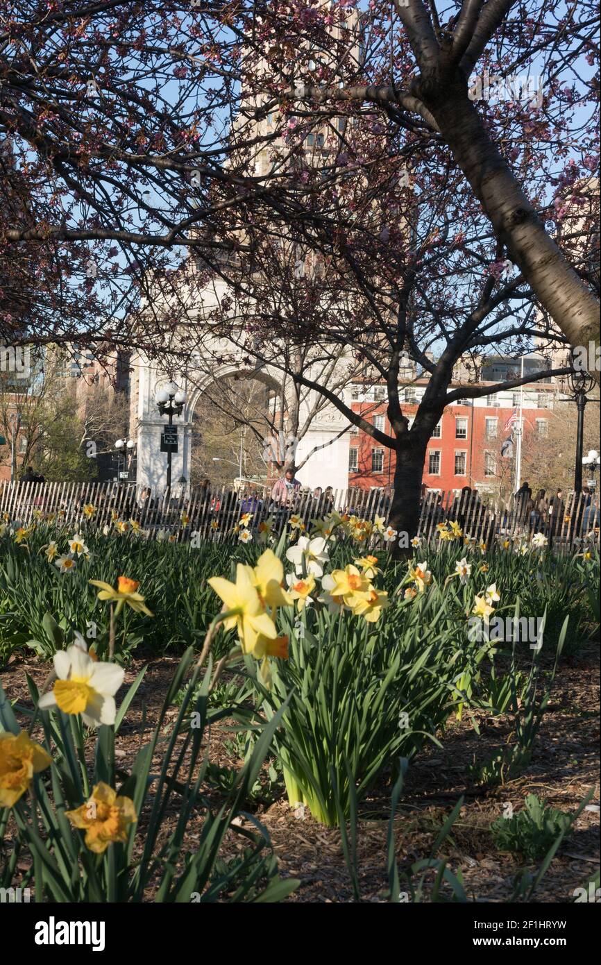 American daffodil hires stock photography and images Alamy