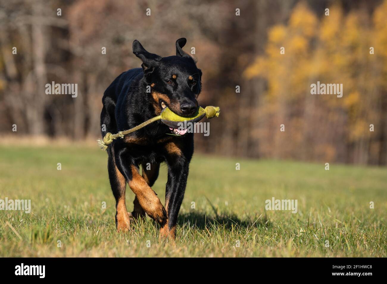 Beauceron High Resolution Stock Photography And Images Alamy