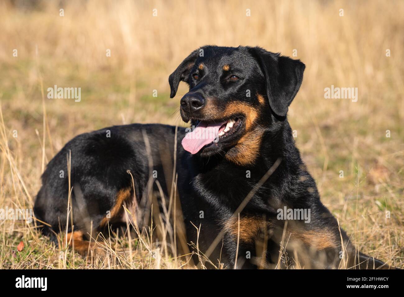 Beauceron (4) Stock Photo