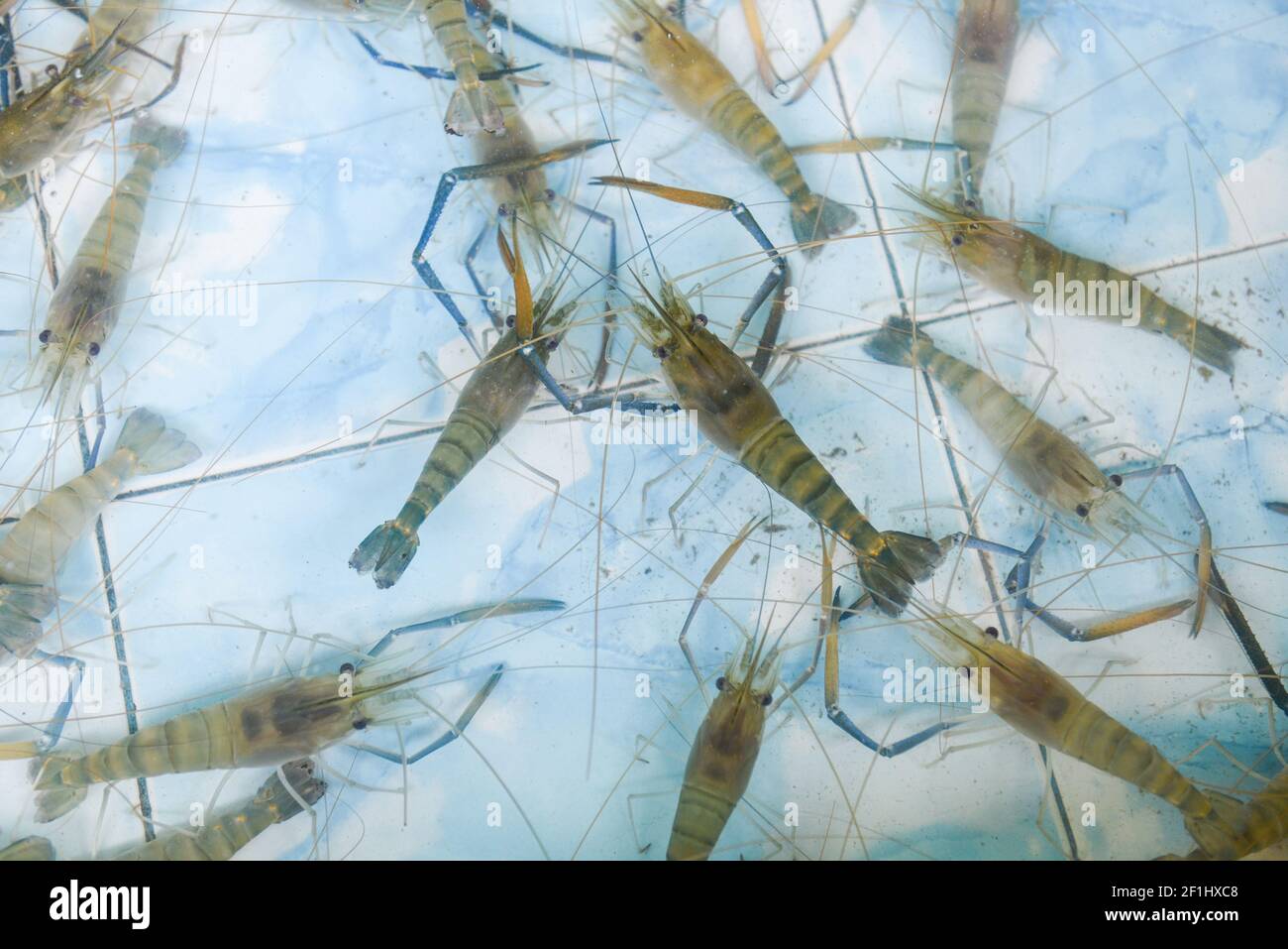 Fresh shrimp prawn life on the pond, Shrimp farm for sales to the