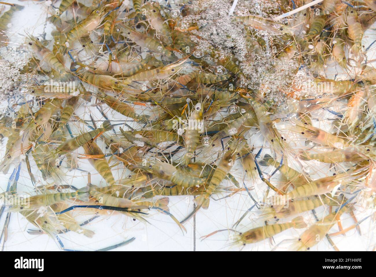 Fresh shrimp prawn life on the pond, Shrimp farm for sales to the