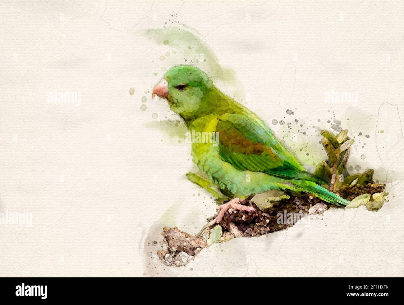 Orange-chinned parakeet digital watercolor illustration Stock Photo