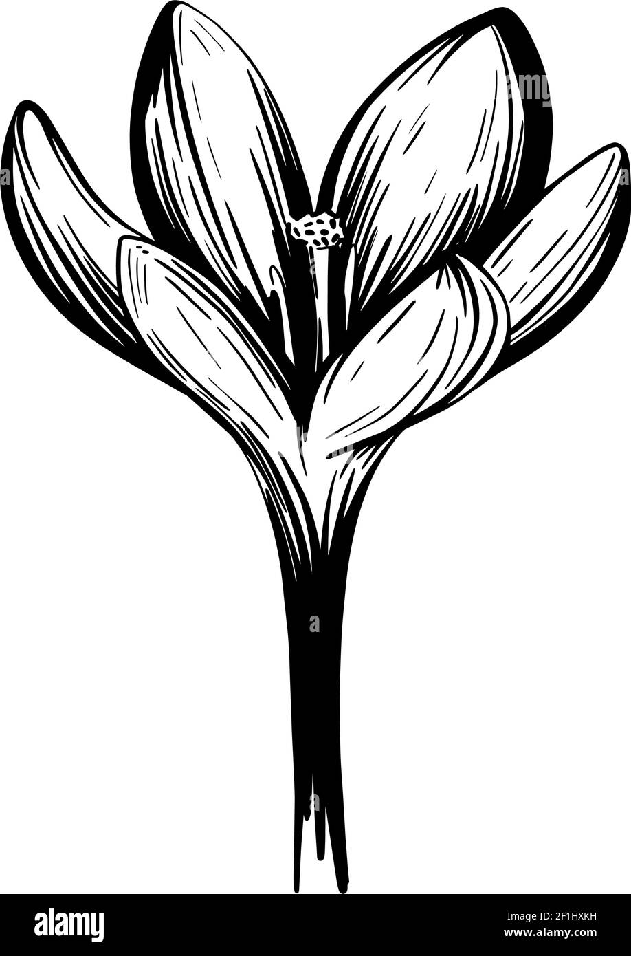 Saffron flower sketch. Crocus isolated on a white background. hand