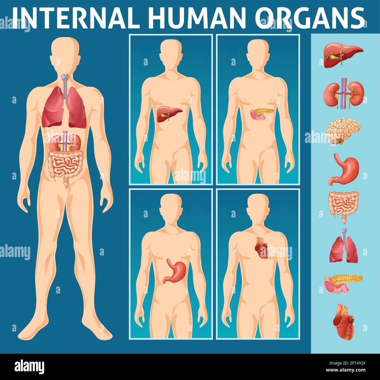 Cartoon human body internal parts concept with different organs and their  anatomical location vector illustration Stock Vector Image & Art - Alamy