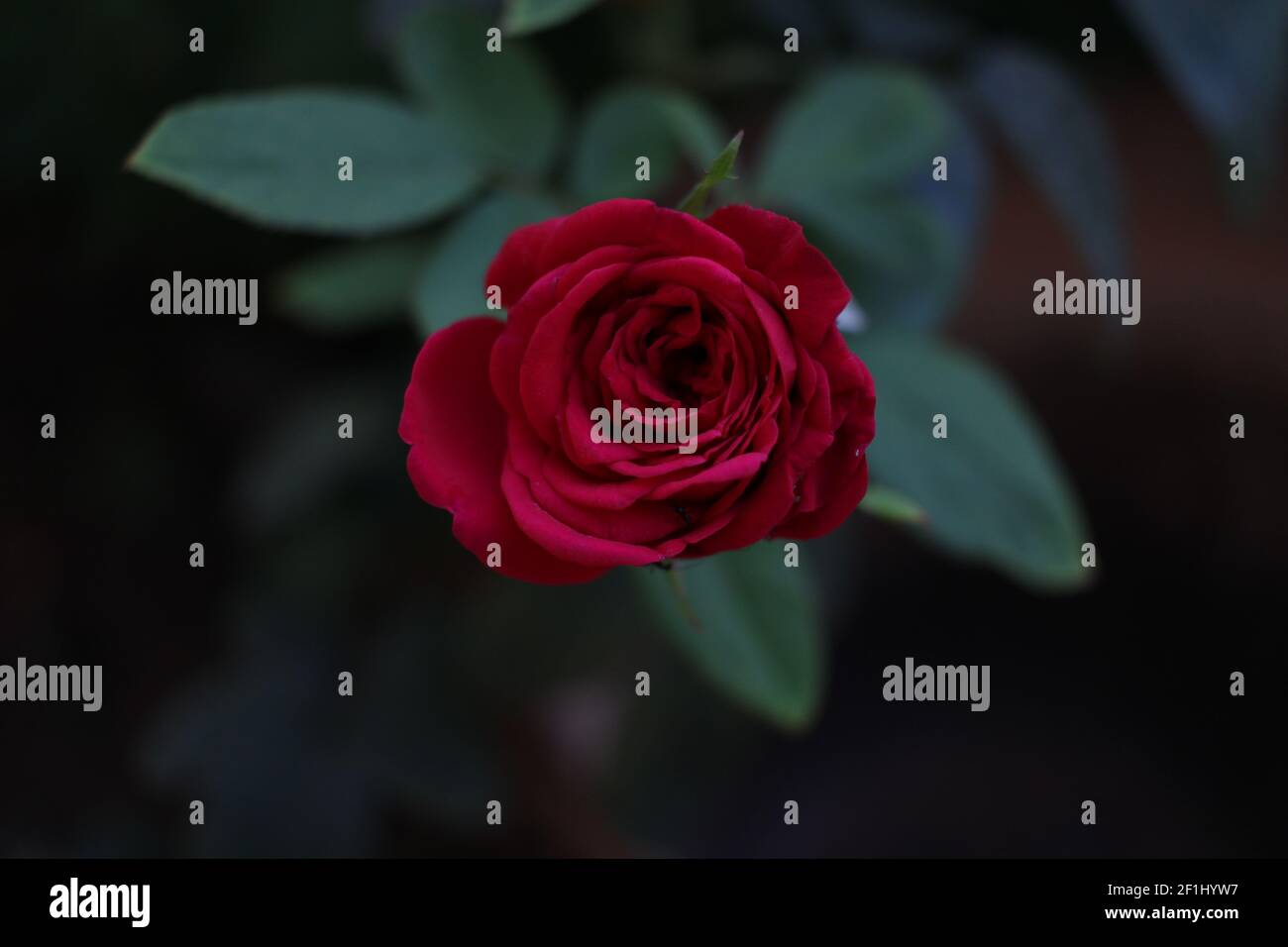 Beautiful picture of a romantic red rose Stock Photo - Alamy