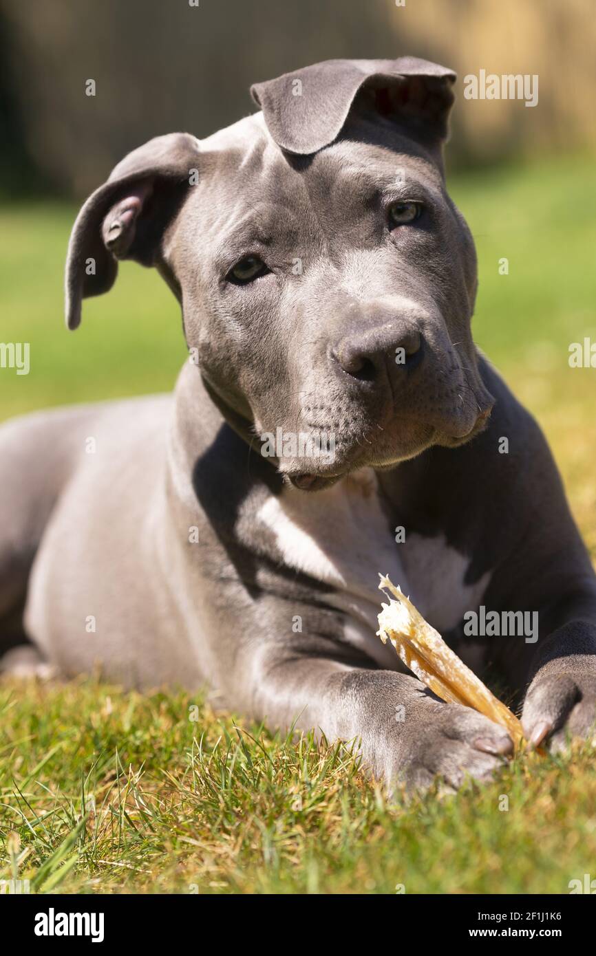 Adorable Pit Bull Pup Pauses While Chewing Bone Stock Photo