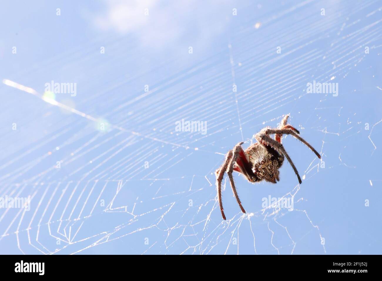 An interesting low angle look up at a large brown hairy spider in a white clean web. Isolated against a bright, clear sky daytime sky. Landscape - hor Stock Photo