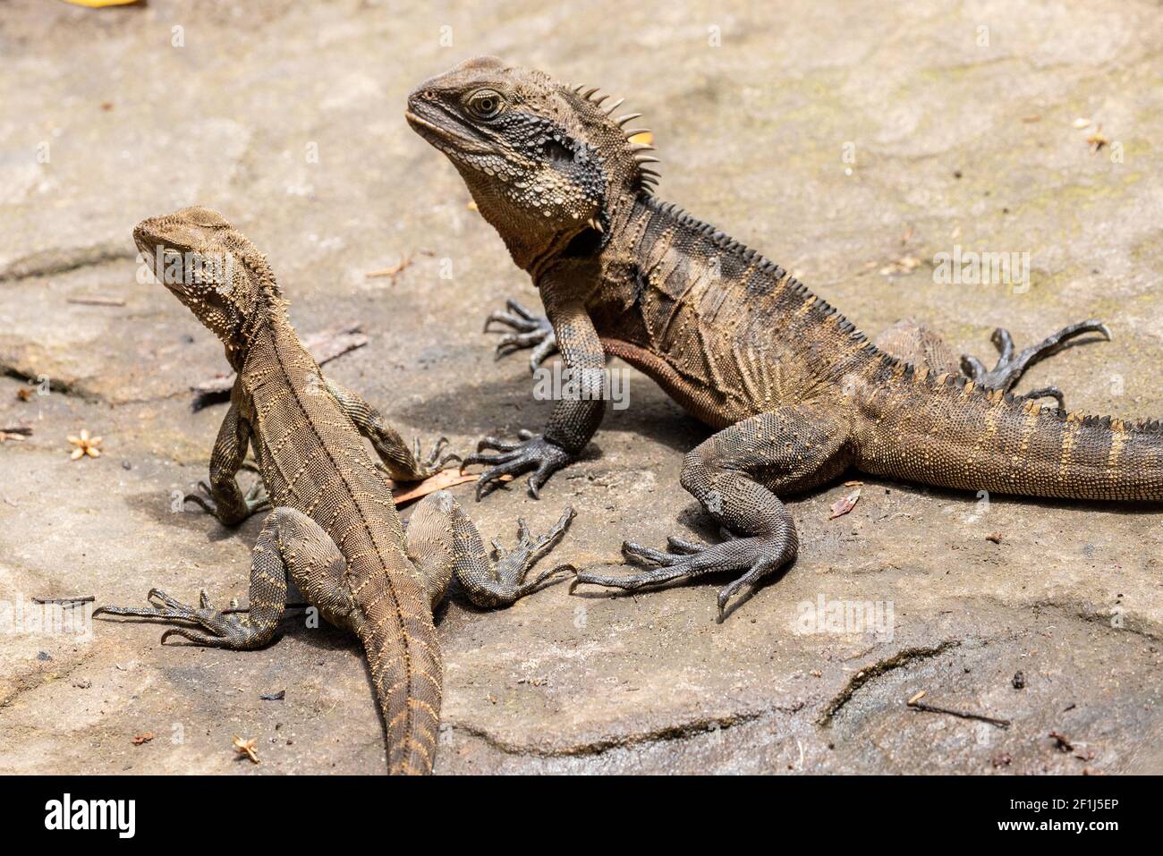 Male and Female Eastern Water Dragon Stock Photo
