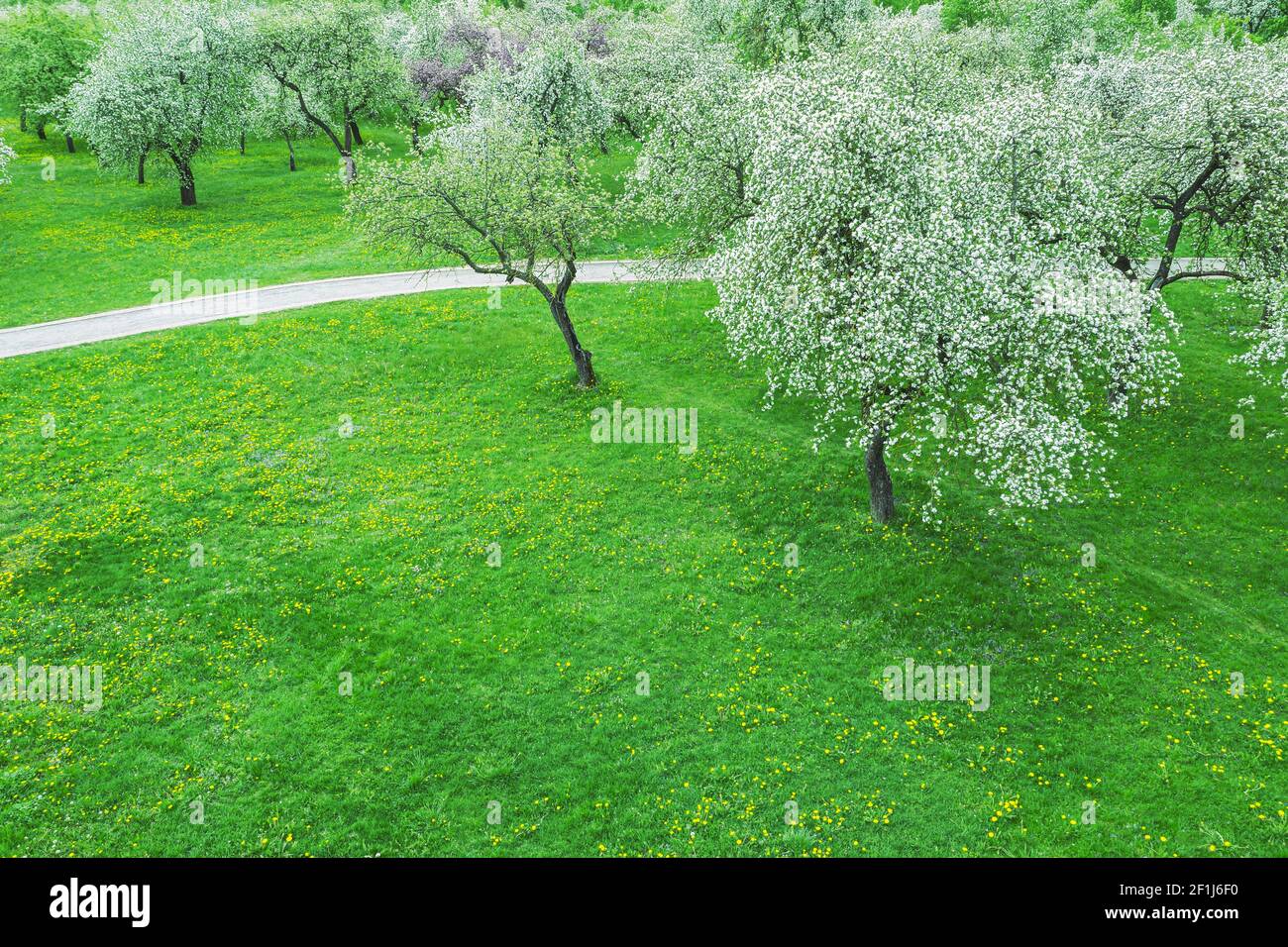 blooming apple trees in orchard during springtime. aerial view with ...