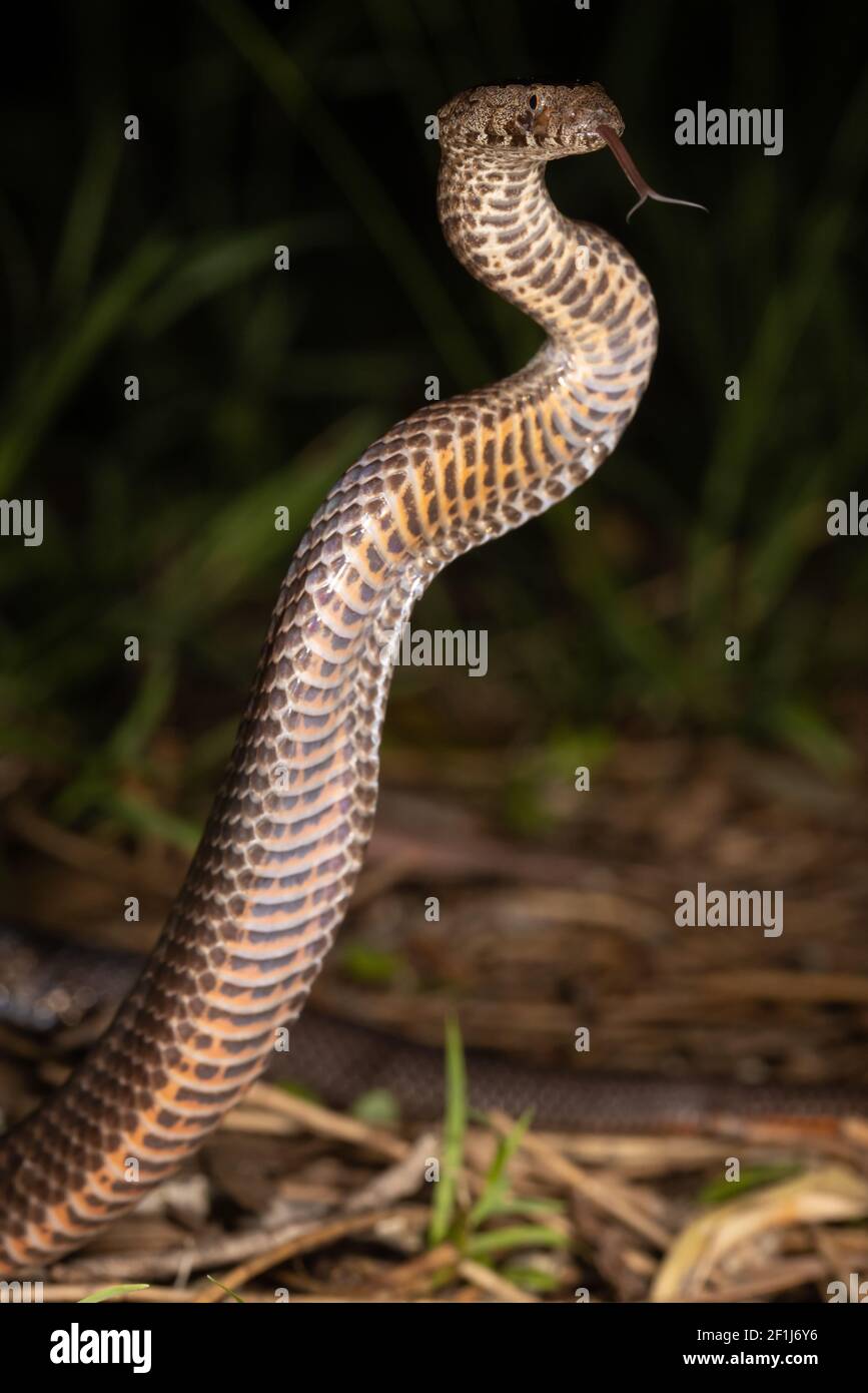Goldencrown Snake flickering it