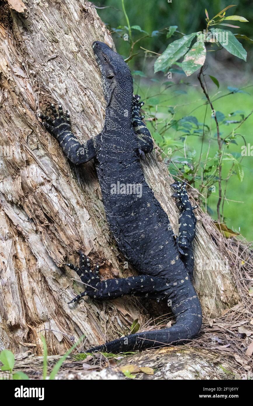 Lace Monitor Lizard climbing tree Stock Photo Alamy