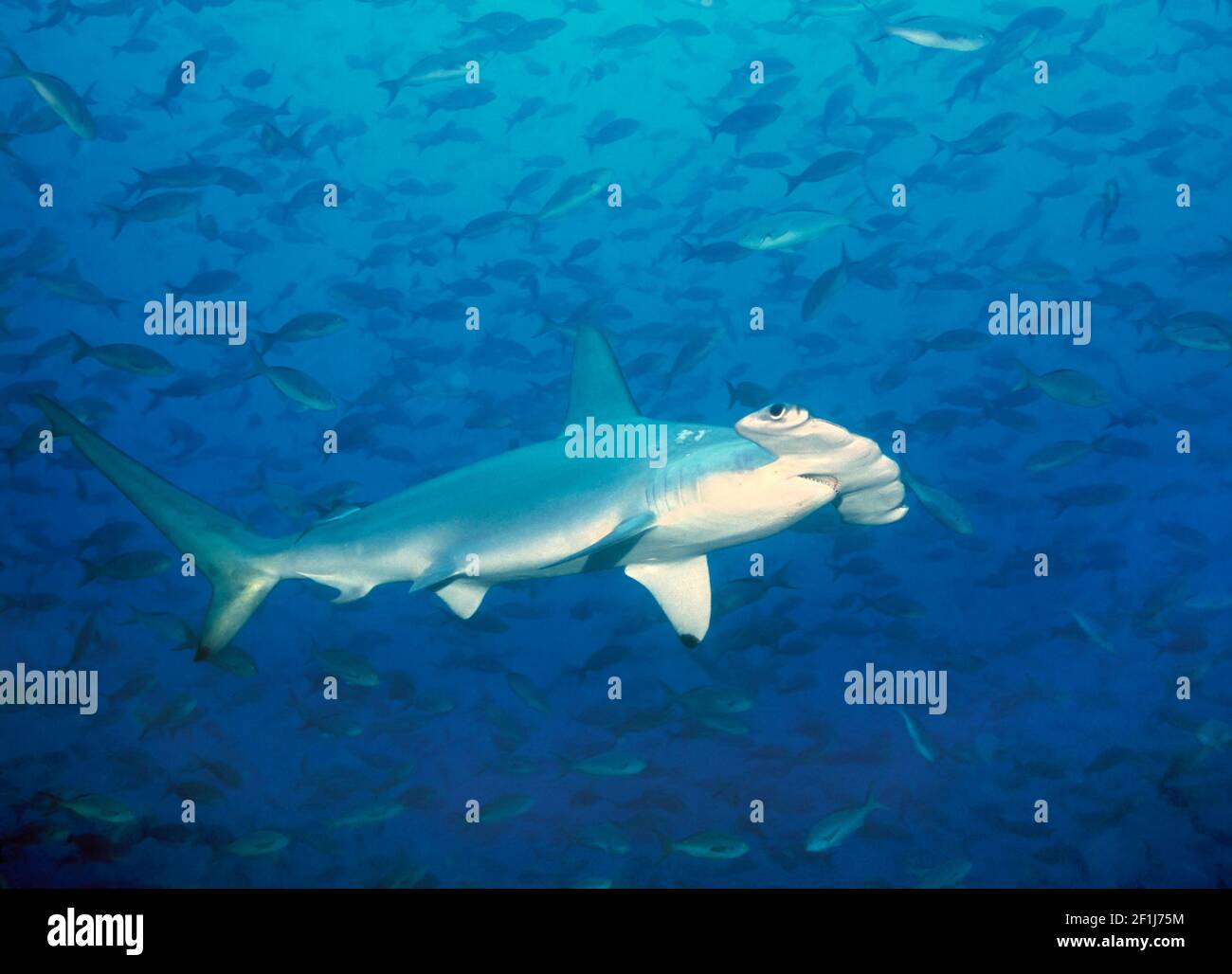 Scalloped hammerhead shark, Darwin island, Galapagos Stock Photo Alamy
