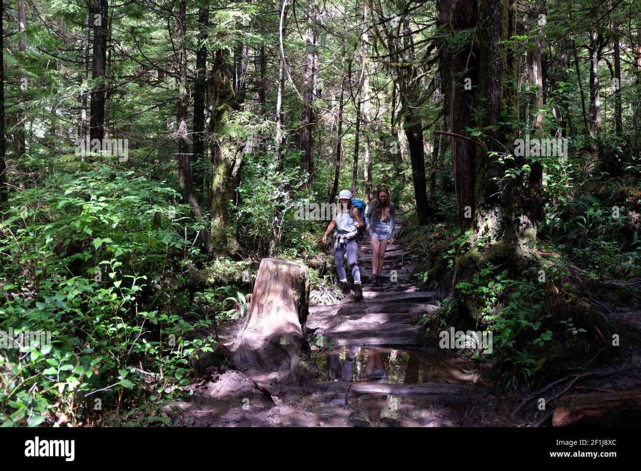 Two women hiking in the forest. Stock Photo