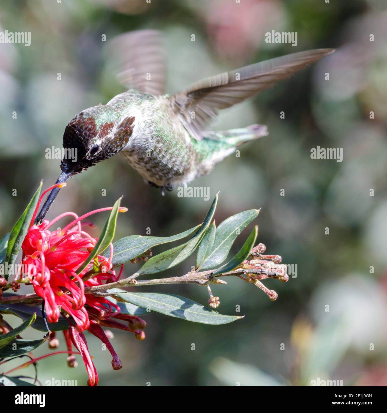 Anna's Hummingbird adult male hovering and sipping nectar Stock Photo