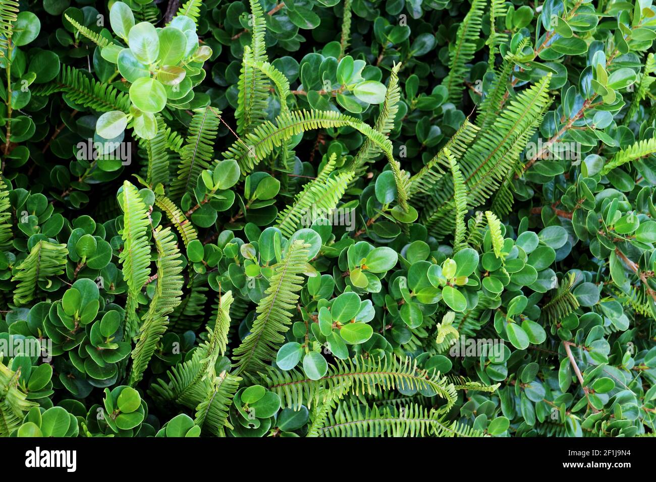 Australian green plants, ferns and foliage Stock Photo