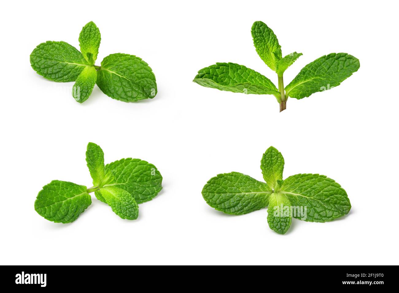 Fresh mint Stock Photo