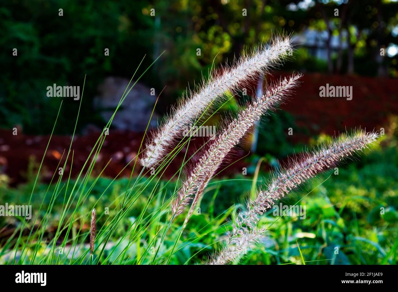 blooming wild grass in the wind. Stock Photo