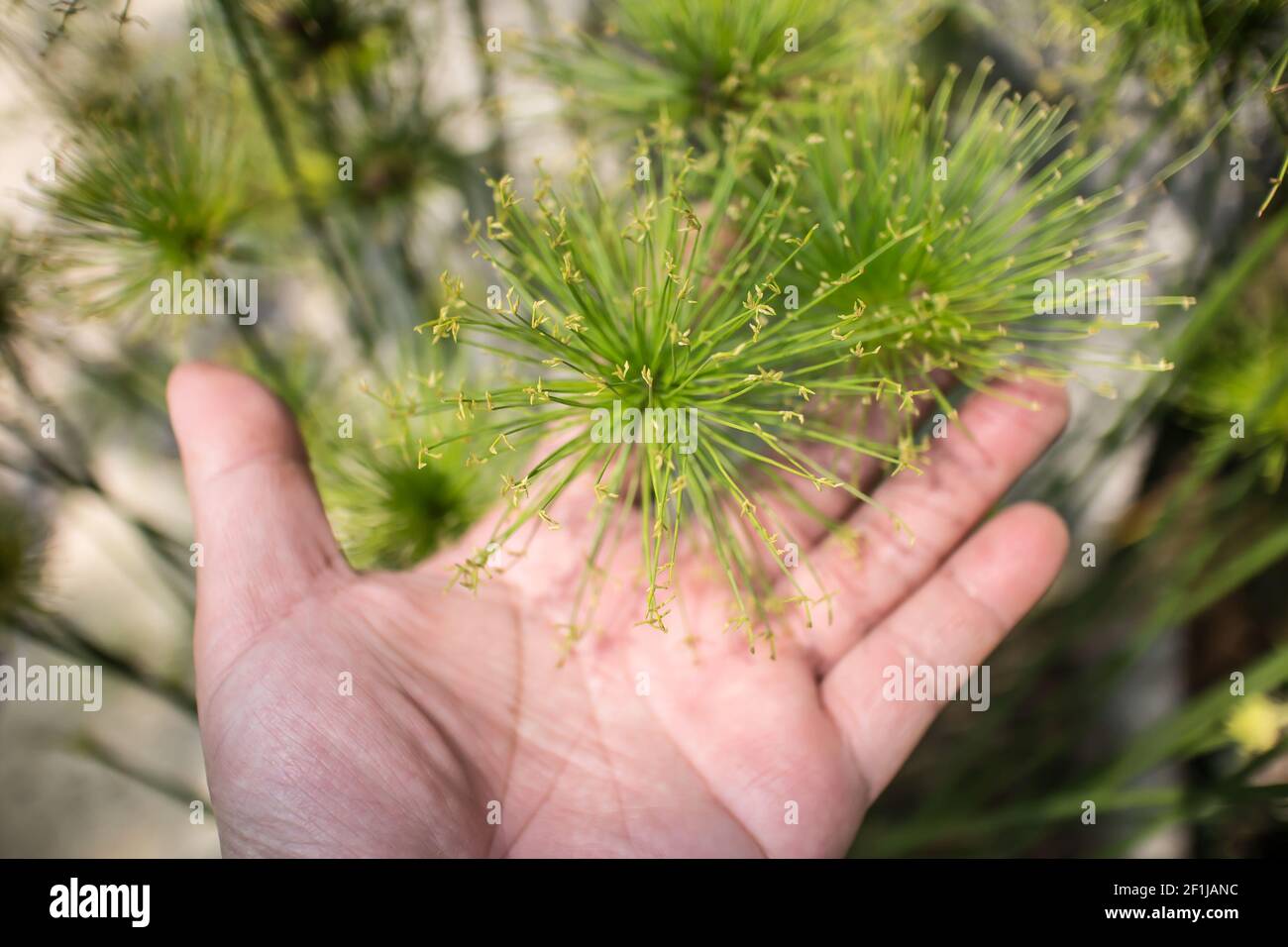 Close up  Green Small Leaf of Papyrus tree on hand Stock Photo