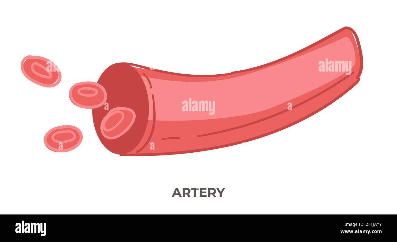 Artery blood vessels, health care and medicine Stock Vector