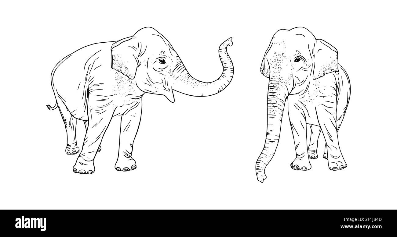 Indian elephants isolated on white background. Realistic adult elephants. Outline vector illustration Stock Vector